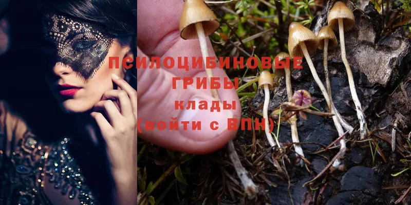 Псилоцибиновые грибы Psilocybe  Вилючинск 